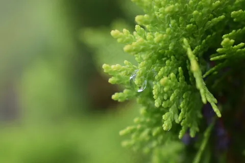 绿色小清新植物图片 绿色小清新植物图片