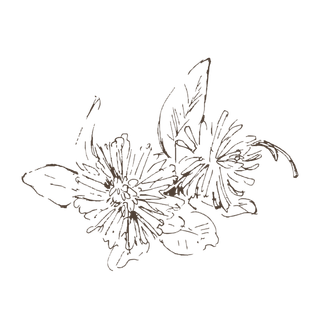 线条草本花卉手绘植物-红车轴