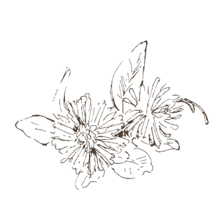 线条草本花卉手绘植物-红车轴