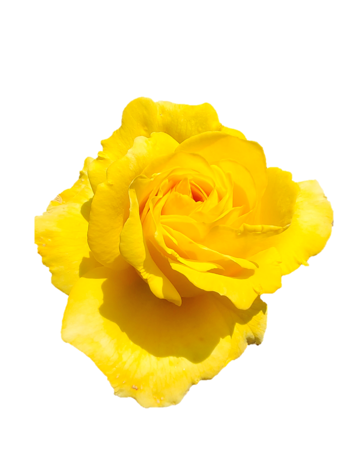 黄玫瑰“免抠”