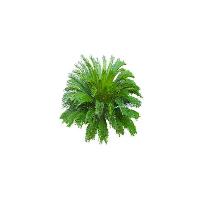 树免抠素材psd模版下载