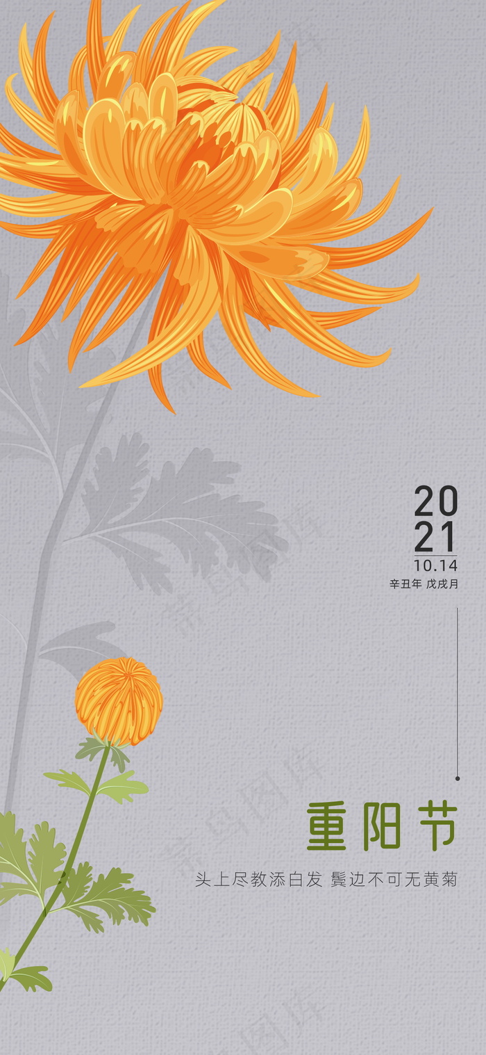 重阳节感恩父母菊花手绘插画创意海报psd模版下载