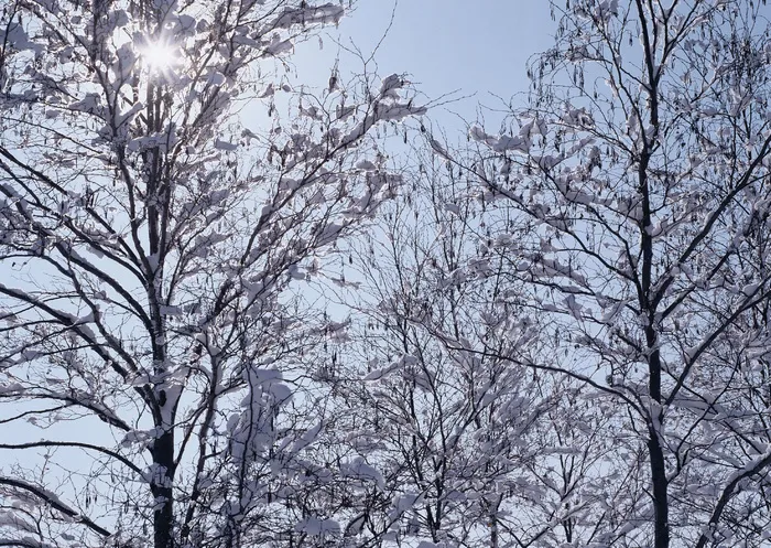 林木树之一