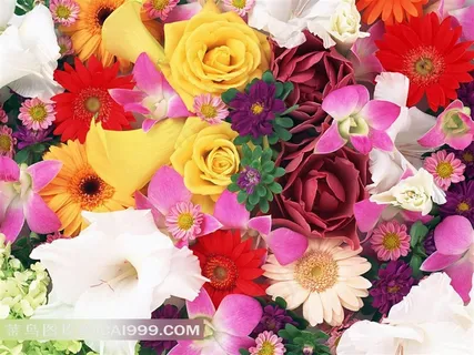 娇艳的玫瑰花菊花兰花摄影素材 娇艳的玫瑰花菊花兰花摄影素材