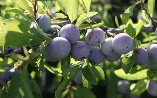 李子自然 绿色 果 健康