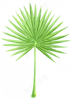 水彩插画-树叶15