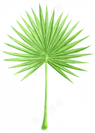 水彩插画-树叶15