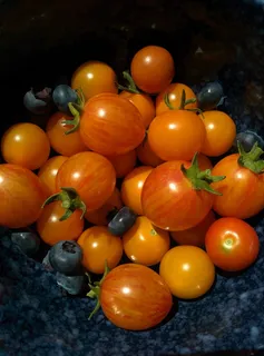 转基因食物图片 转基因食物图片