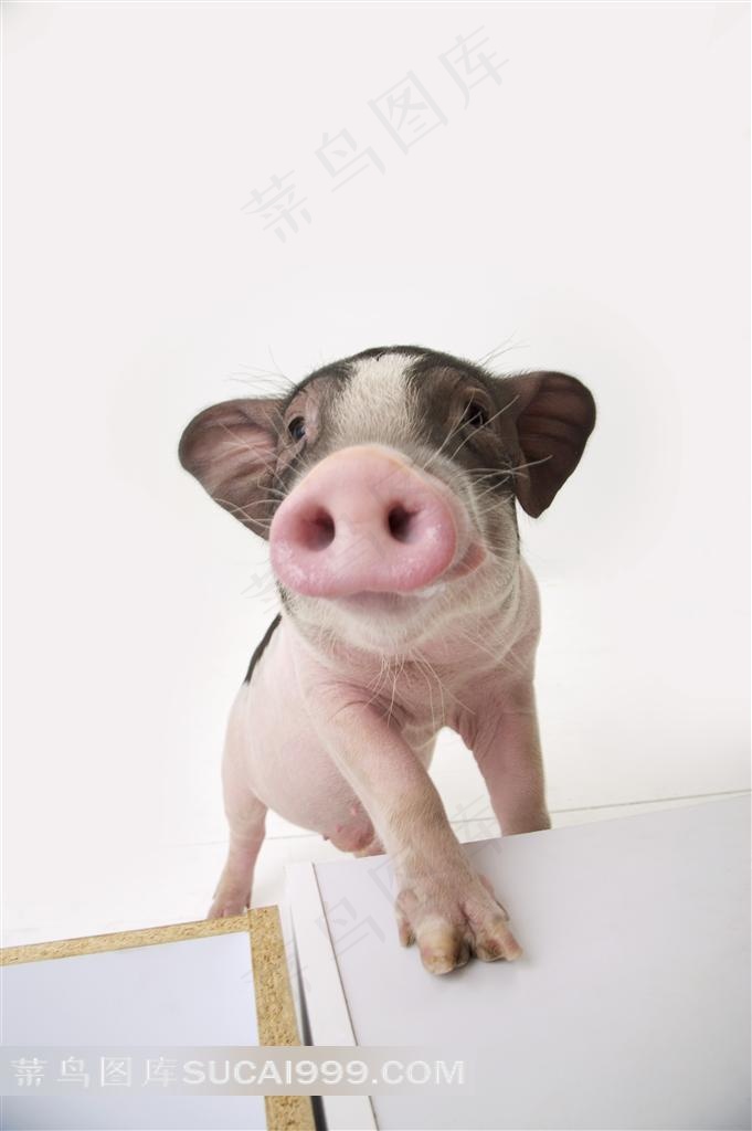 宠物猪可小动物摄影图片
