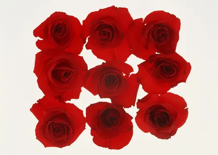 花团九个玫瑰 花团九个玫瑰