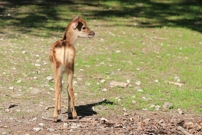 鹿野生梅花鹿动物园设计素材