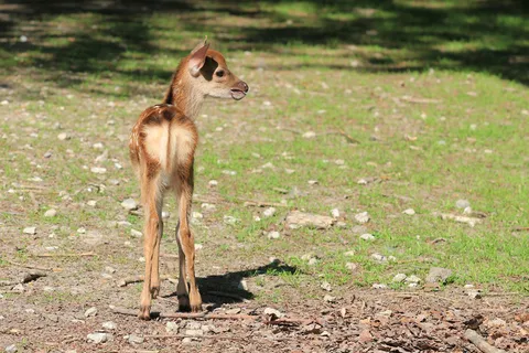 鹿野生梅花鹿动物园设计素材