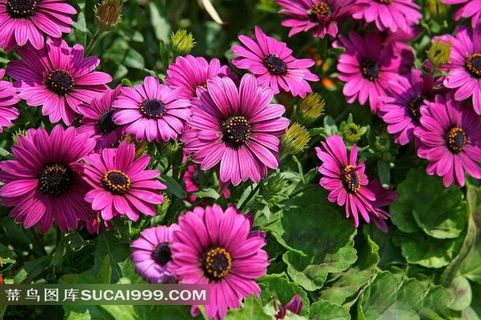 紫色菊花摄影素材