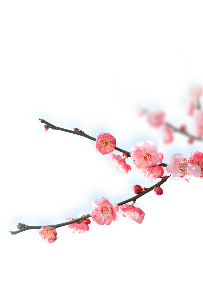 立冬 冬梅 花psd模版下载