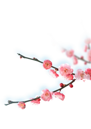 立冬 冬梅 花