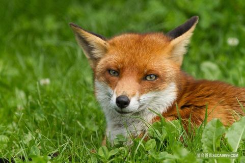 红色野生狐狸图片