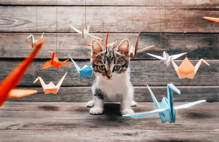 可爱的小猫与千纸鹤