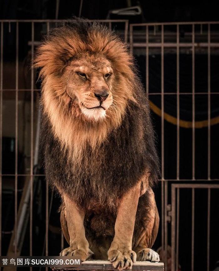 铁笼里凶猛的狮子写真高清图片