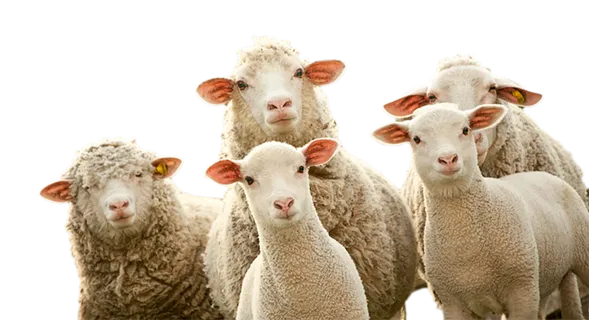 一群羊现代农业