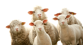 一群羊现代农业