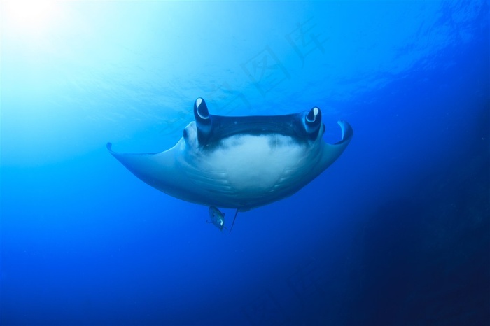 可爱的海洋生物