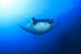 可爱的海洋生物