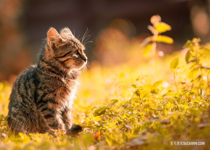 秋天的小猫咪图片