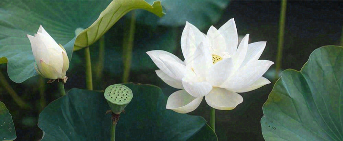 夏天白荷花荷花池，处暑小暑大暑夏至立夏摄影图(1712x704)