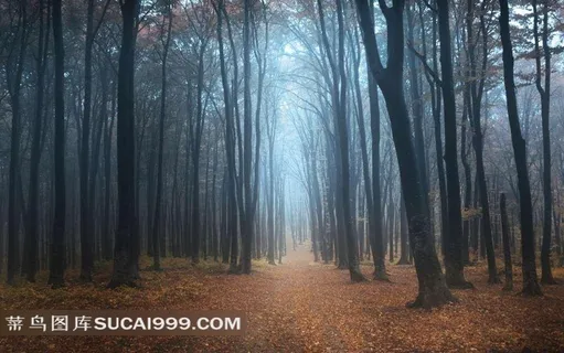 雾天树林摄影