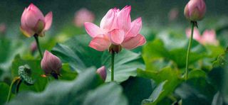 夏天荷花池荷叶荷花特写，夏至小暑大暑摄影图