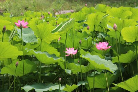 夏季河塘荷花图片 夏季河塘荷花图片