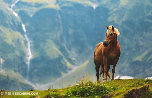山顶上的骏马图片