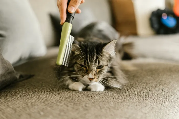 可爱猫咪猫猫摄影素材
