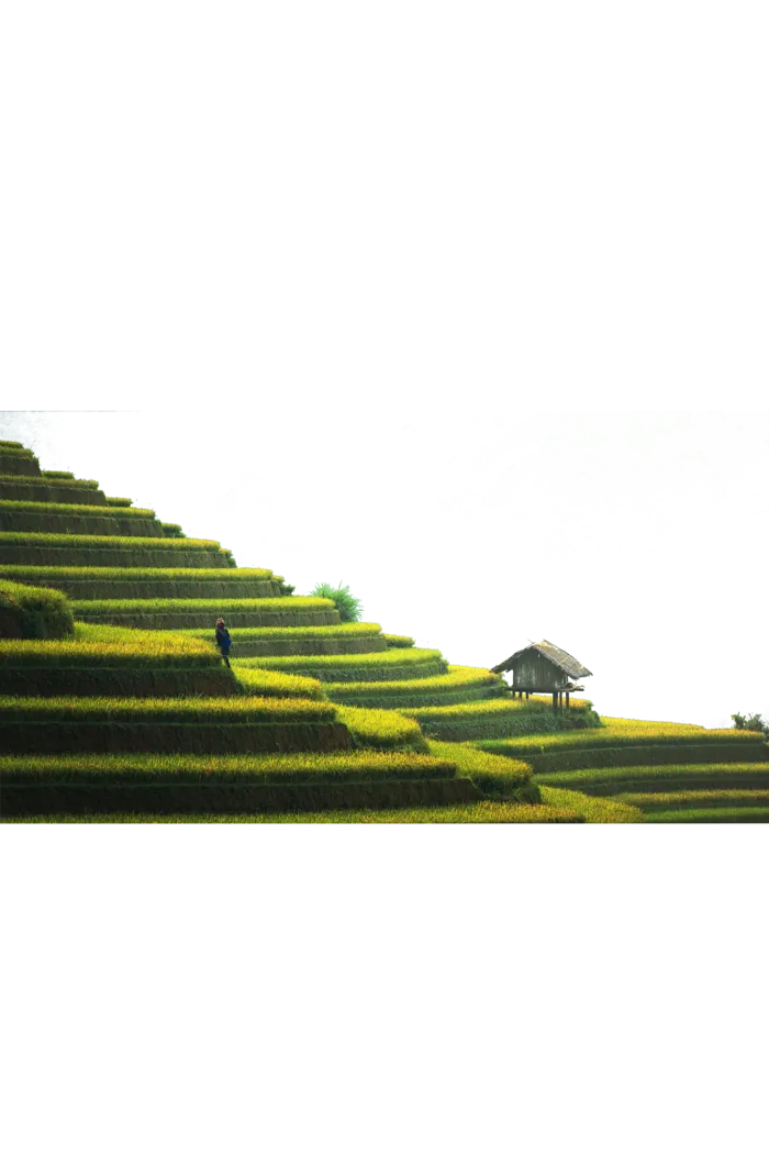 免扣的梯田