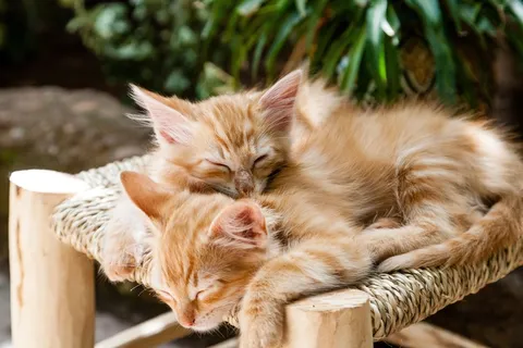 可爱猫猫图片 可爱猫猫图片