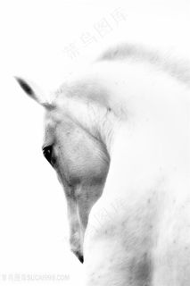 白色骏马粗笔画图片