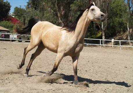 马动物野马草原野生动物草原