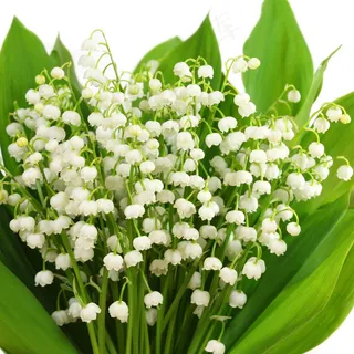 风铃花花束图片 风铃花花束图片