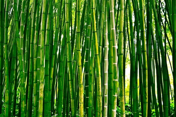 竹子系列 - 青翠茁壮的竹林