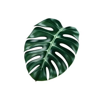 龟背竹叶子免抠