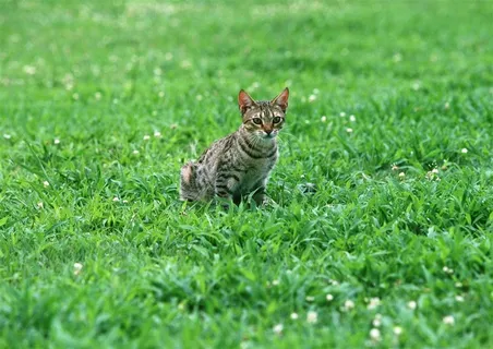 猫家禽家畜jpg素材 猫家禽家畜jpg素材