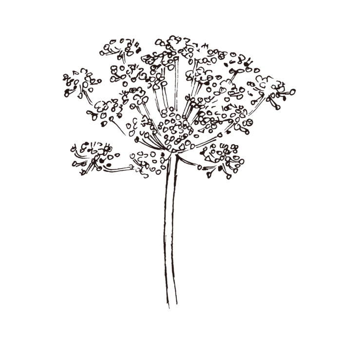 线条草本花卉手绘植物-小茴香
