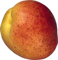 107_peach_PNG4840