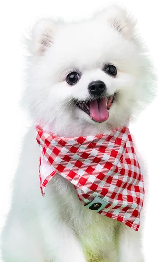 免扣素材实物狗狗摄影