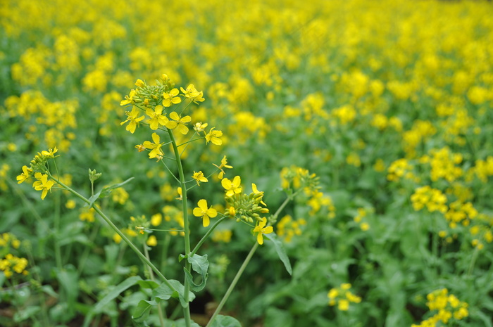 高清油菜花图片