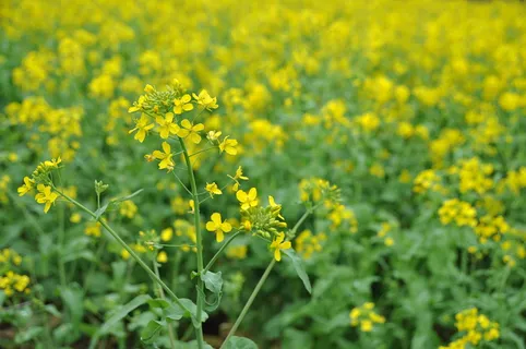 高清油菜花图片 高清油菜花图片