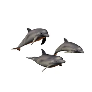 免抠海豚实物摄影图片