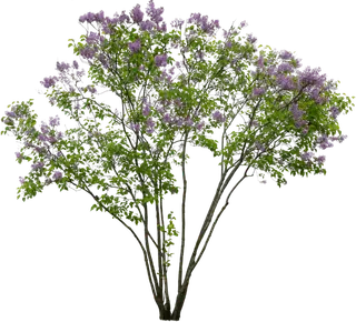 树木树枝树叶免扣素材