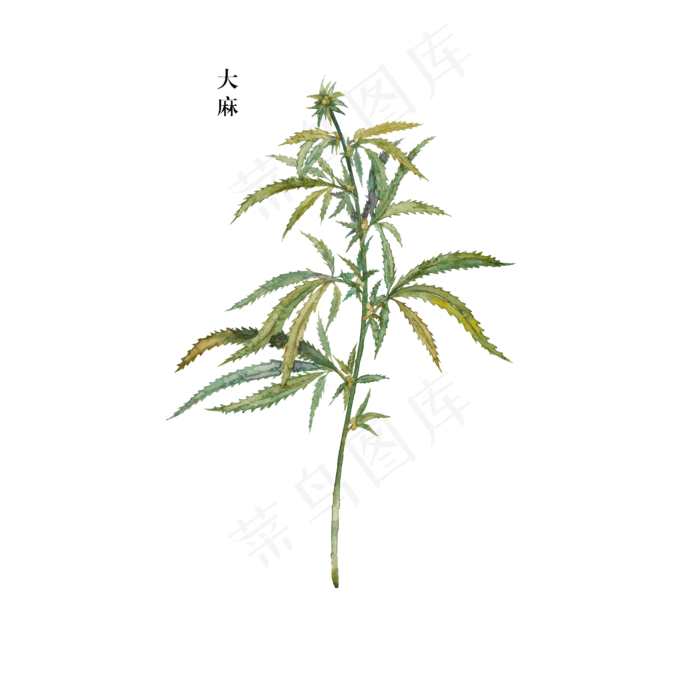 手绘草本中药药材大麻