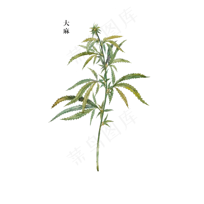 手绘草本中药药材大麻